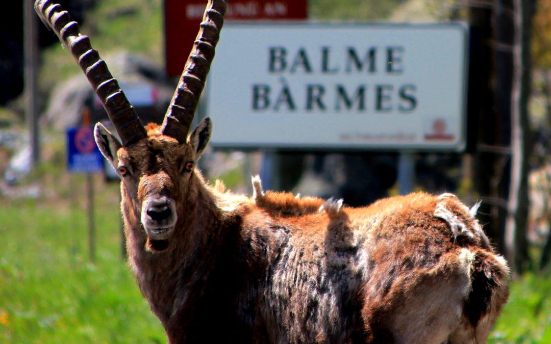 Balme