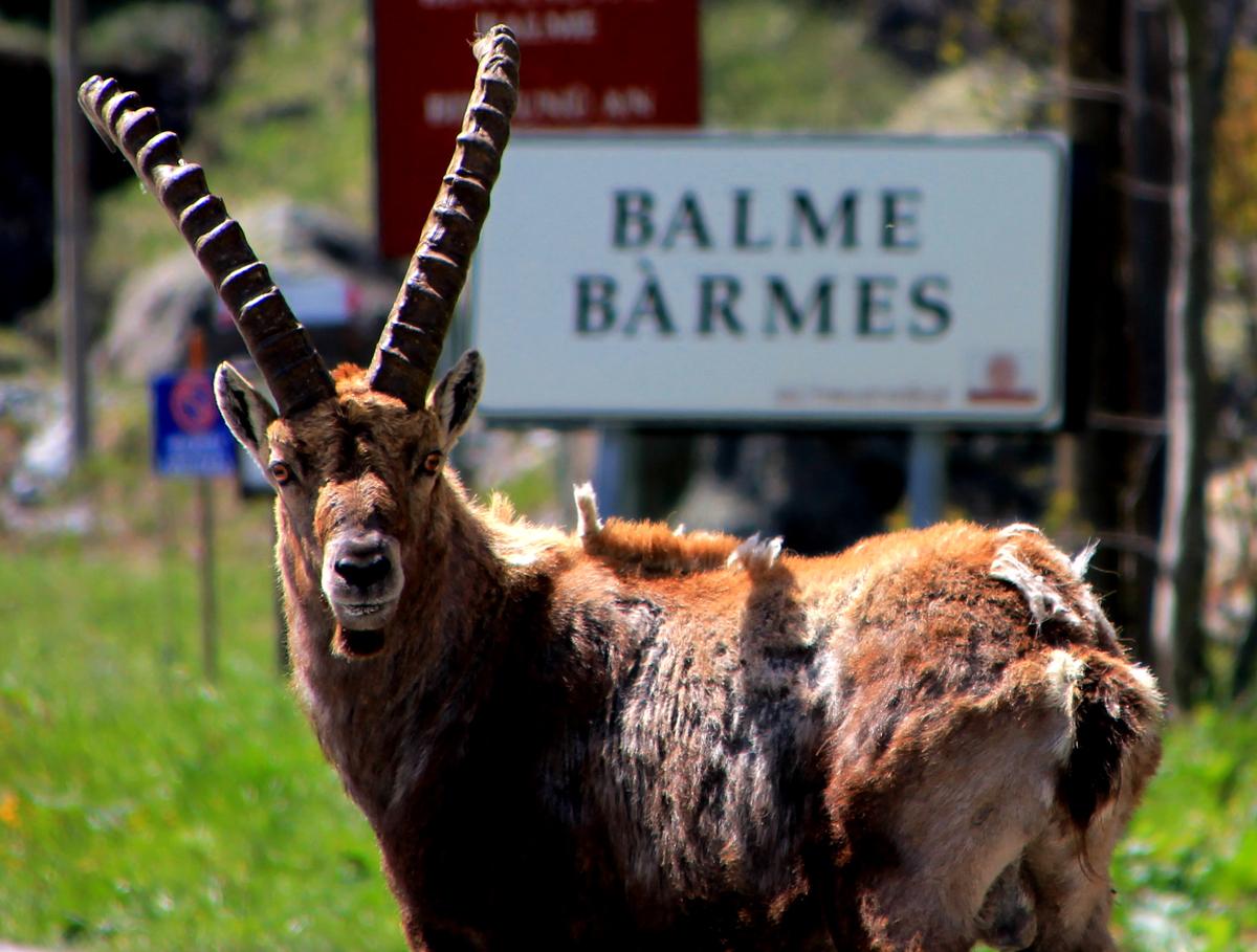 Comune di Balme (TO)